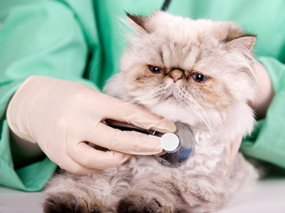 clx-cat-at-vet-0412-de