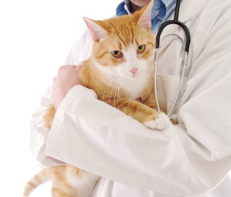 vet holding a cat