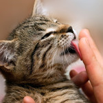 cat licking