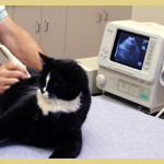 services_ultrasound