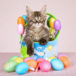 easter cat