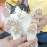 polydactyl-cat